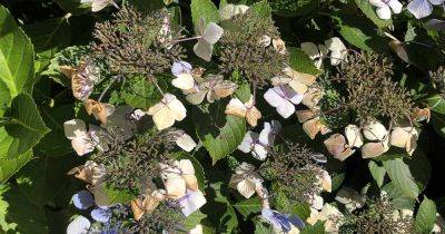 How to Collect and Plant Hydrangea Seed