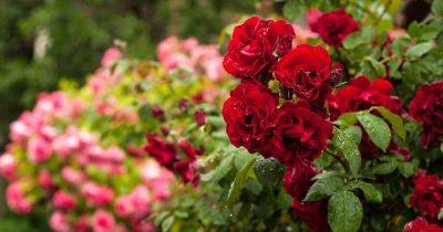 How to Collect and Save Rose Seeds