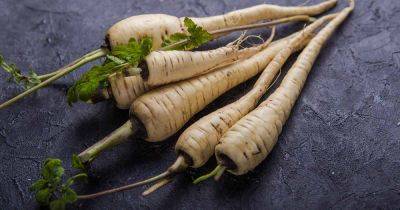 Can You Regrow Parsnips from Kitchen Scraps?