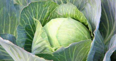 How to Plant and Grow Cabbage | Gardener's Path