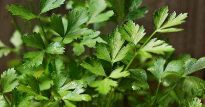 How to Grow Parsley from Seed