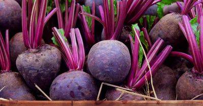 How and When to Harvest Beets