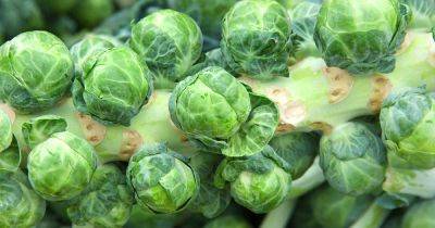 How to Harvest Brussels Sprouts | Gardener's Path