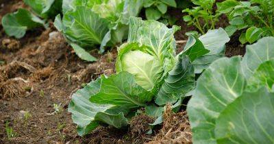 Reasons Cabbage Plants May Not Form Heads