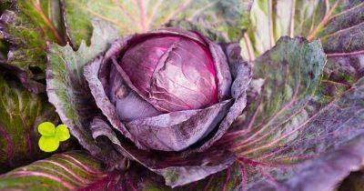 Tips for Tying Up Cabbage Leaves to Improve Your Crop