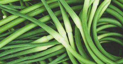 How to Grow and Harvest Garlic Scapes