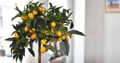 Learn How to Grow Citrus Trees Indoors | Gardener's Path
