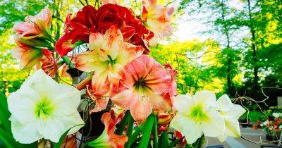 How to Grow Amaryllis from Seed
