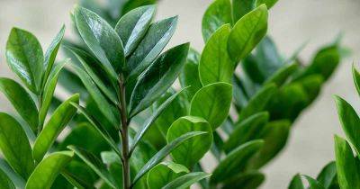How to Grow and Care for ZZ Plants (Zamioculcas zamiifolia)
