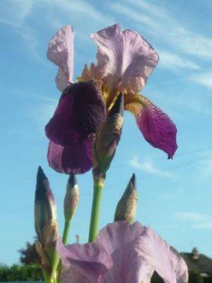 Grow Bearded Iris