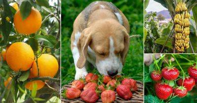 15 Best Fruits Dogs Can Eat | Can Dogs Eat Fruits