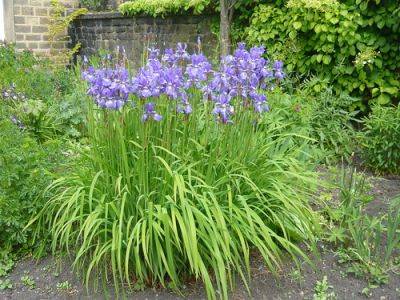 Growing Iris siberica