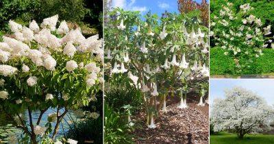 52 Beautiful Trees with White Flowers