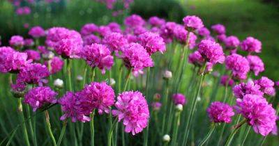 How to Grow and Care for Sea Thrift