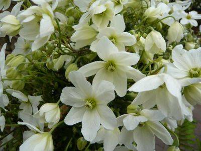 Clematis for Pots and Containers