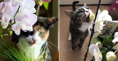 Are Orchids Toxic to Cats? Find Out!