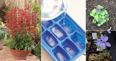 38 Seeds You Should Freeze Before Planting for Better Germination