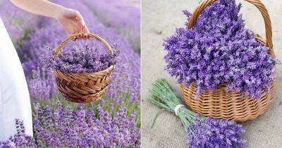 Lavender Flower Meaning and Symbolism