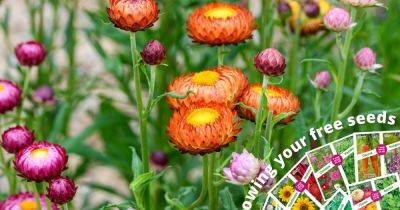 Free flower seeds 2024 – March