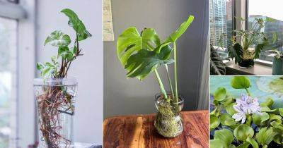 16 Tropical Plants You Can Grow in Just Water