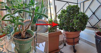 Top Tips on Pruning a Jade Plant to Make it Bushier and Bigger