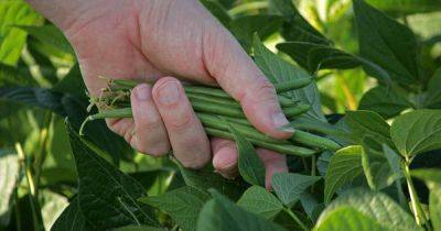 Tips for Growing Green Beans in Fall | Gardener's Path