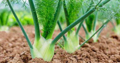 How to Grow and Care for Fennel in Your Herb Patch | Gardener's Path