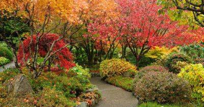 15 of the Best Woody Shrubs for Fall Color | Gardener's Path