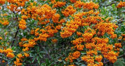 Autumn is the Best Time to Plant Shrubs | Gardener's Path