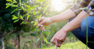Your Fall Tree Planting Guide | Gardener's Path