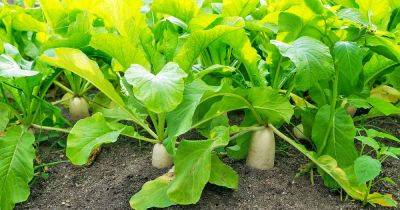 How to Plant and Grow Daikon: Add Some Zing to Your Garden