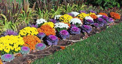 15 of the Best Annuals for Vivid Fall Color