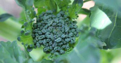How to Start Broccoli from Seed