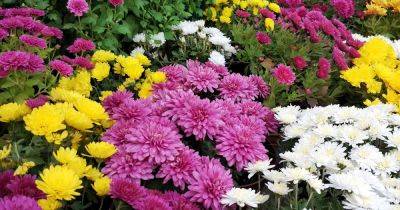 How to Fertilize Chrysanthemums for a Bountiful Display