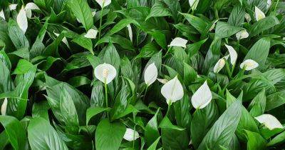 Are Peace Lilies Toxic to Dogs? | Gardener's Path
