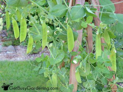 How To Grow Peas At Home