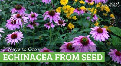 Growing Echinacea From Seed: 3 Methods for Success
