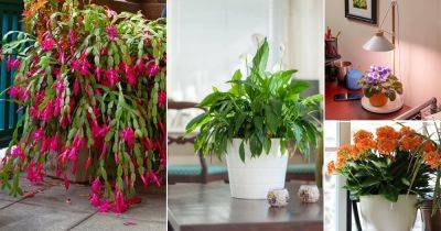 8 Best Indoor Flowers that Literally Bloom in Homes