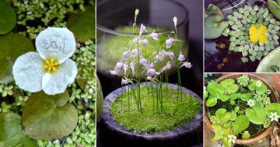 10 Stunning Floating Flowers that Float in Water