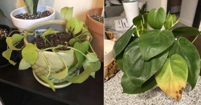 Overwatered Philodendron: How to Save It