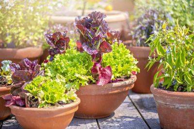 The 6 Best Vegetables For Container Gardening