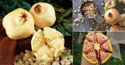 White Pomegranate Growing Information and Facts