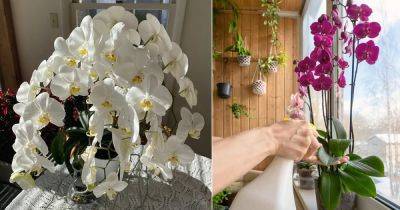 4 Tips for Prolong and Long Lasting Orchid Flowers