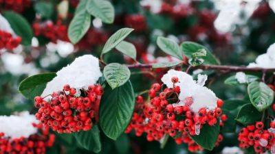 How to grow cotoneaster, the glorious winter berries | House & Garden
