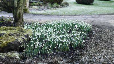 The best places to see snowdrops in the UK | House & Garden