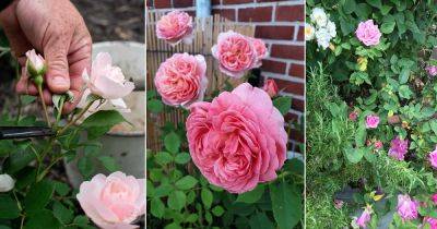 How to Grow Most Fragrant Roses: 9 Science Backed Tricks