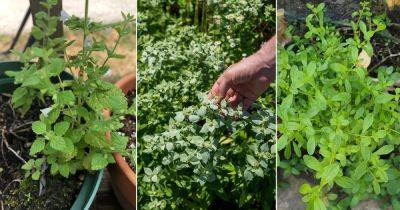 13 Plants that Look Like Mint But Are Not