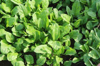 41 best spinach companion plants (+ 5 to avoid)