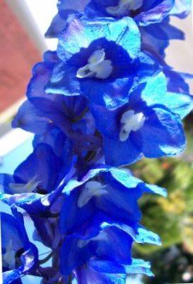 Stonking Good Blue Flowers