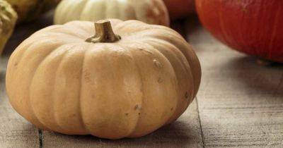 How to Plant and Grow Butterkin Squash